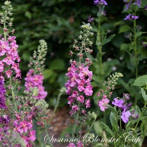 Verbascum phoenicum Rosetta - fr.