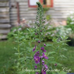 Verbascum phoenicum Rosetta - fr.
