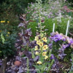 Verbascum blattaria - fr