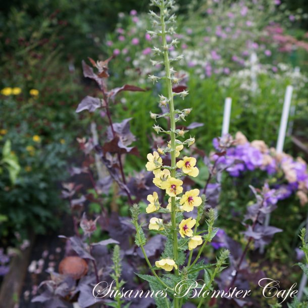 Verbascum blattaria - fr