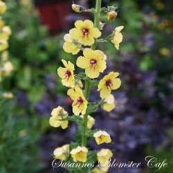 Verbascum blattaria - fr