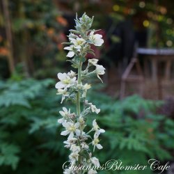 Verbascum lychnitis -  Bleg Kongelys - fr