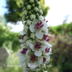 Verbascum nigrum Album - Hvid Kongelys - fr�