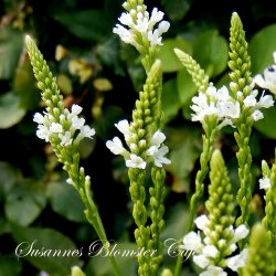 Verbena Hastata White