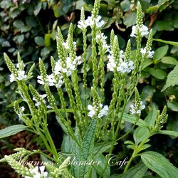 Verbena Hastata White