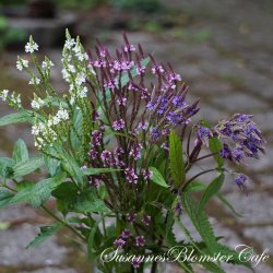 Verbena hastata - mix - fr
