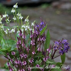 Verbena hastata - mix - fr