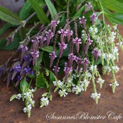 Verbena hastata - mix - fr