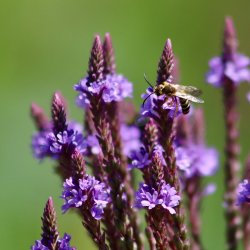 Verbena hastata - Lilac Spire - fr