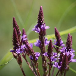 Verbena hastata - Lilac Spire - fr