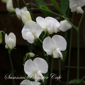 Lathyrus latifolius - Staude Lathyrus White Pearl - fr