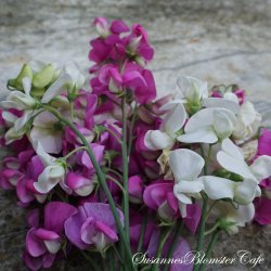 Lathyrus latifolius - White and Pink Pearl - fr