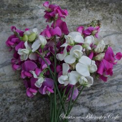 Lathyrus latifolius - White and Pink Pearl - fr
