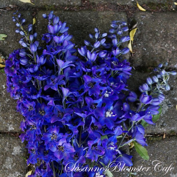 Delphinium mix -Summer Blues -  Riddersporer - fr