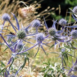 Eryngium planum - Blue Glitter - fr
