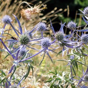 Eryngium planum - Blue Glitter - fr