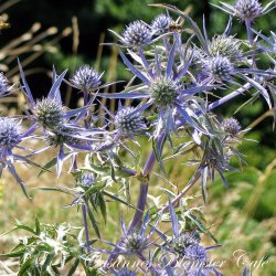 Eryngium planum - Blue Glitter - fr