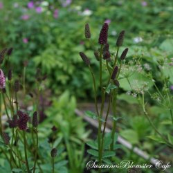 Sanguisorba menziesii - Kvgsurt - fr