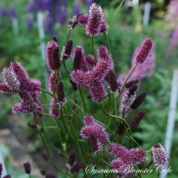 Sanguisorba menziesii - Kvgsurt - fr