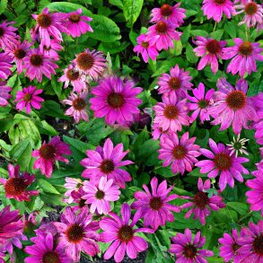 Echinacea purpurea - Primadonna Deep Rose - fr