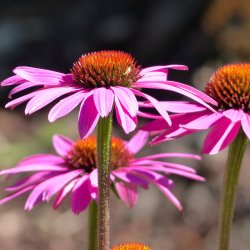 Echinacea purpurea - Primadonna Deep Rose - fr