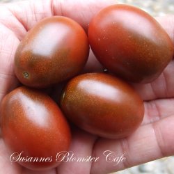 Tomat - Cherry Cumatos -fr