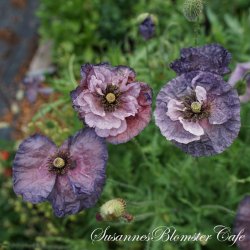  Papaver rhoeas - Amazing Gray - fr�