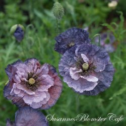  Papaver rhoeas - Amazing Gray - fr�