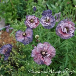  Papaver rhoeas - Amazing Gray - fr�
