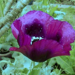 Papaver somniferum - Laurens Grape - fr�