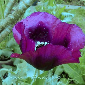 Papaver somniferum - Laurens Grape - fr