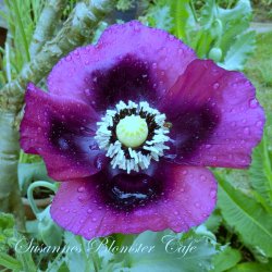 Papaver somniferum - Laurens Grape - fr�