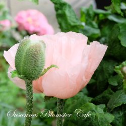 Papaver orientale - Coral Reef - Staudevalmue - fr