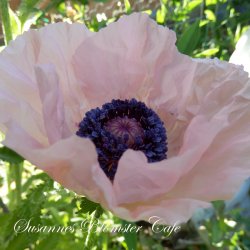 Papaver orientale - Coral Reef - Staudevalmue - fr