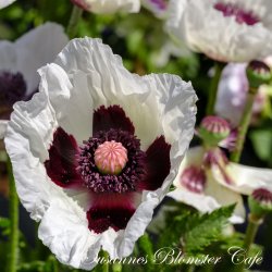 Papaver orientale - Checkers - fr