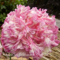 Papaver paeoniflorum - Flemish Antique - fr