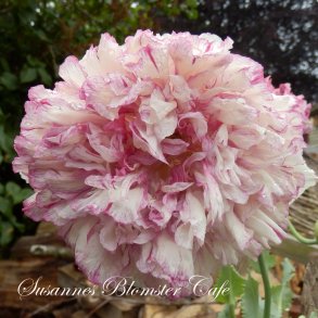 Papaver paeoniflorum - Flemish Antique - fr