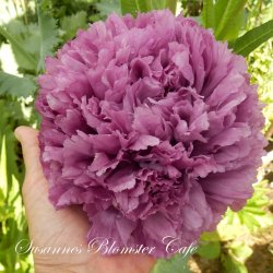 Papaver paeoniflorum - Violetta Blush - fr