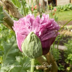 Papaver paeoniflorum - Violetta Blush - fr