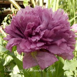Papaver paeoniflorum - Violetta Blush - fr