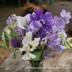 LATHYRUS