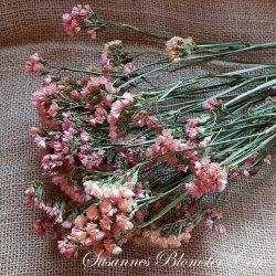 Statice sinuatum - Apricot - fr