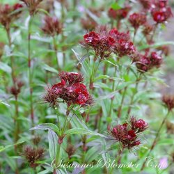 Dianthus barbatus 'Sooty' - Studenternellike - fr