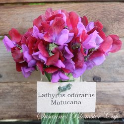 Lathyrus odoratus Matucana - fr