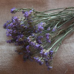 Statice sinuatum - Pale Blue - fr