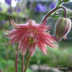 Aquilegia vulgaris - Rose Barlow - fr