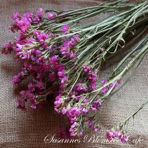 Statice sinuatum - Rose - fr